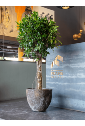 Oester Bruin  XL