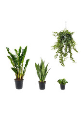 Kit de plantes facile