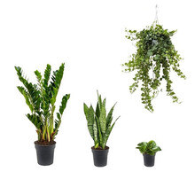 Kit de plantes