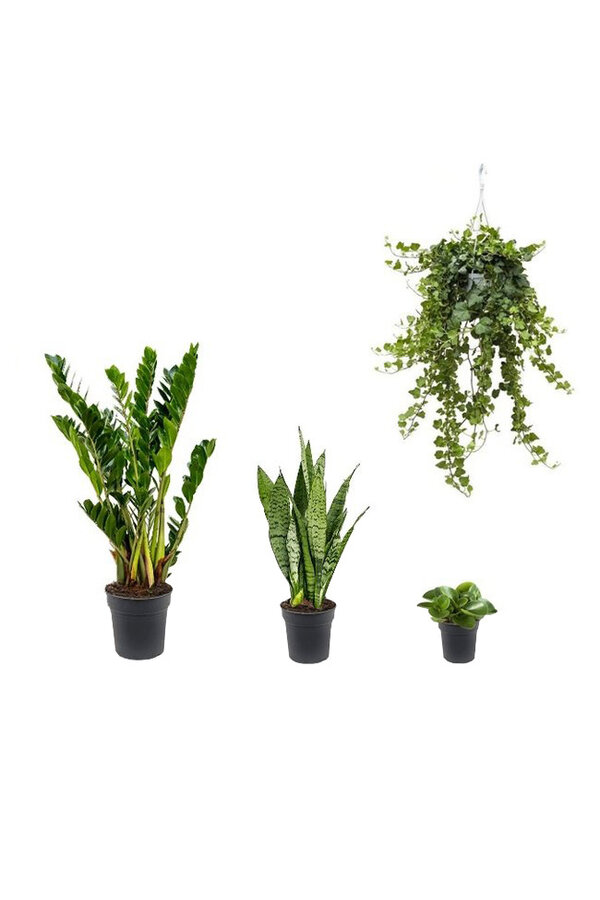 Kit de plantes facile