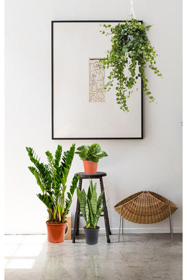 Kit de plantes facile