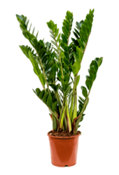 Kit de plantes facile