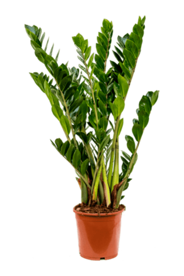 Kit de plantes facile