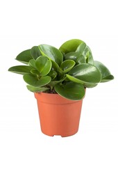 Kit de plantes facile