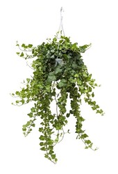 Kit de plantes facile