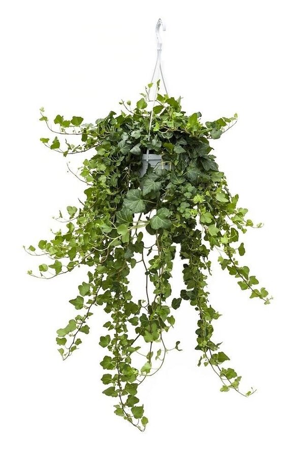 Kit de plantes facile