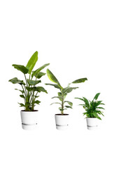 Kit de plantes Elho Greenville M