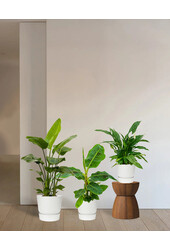 Kit de plantes Elho Greenville M