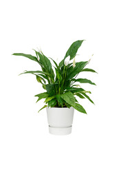 Kit de plantes Elho Greenville M