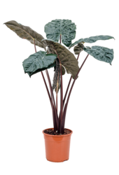Alocasia Yucatan