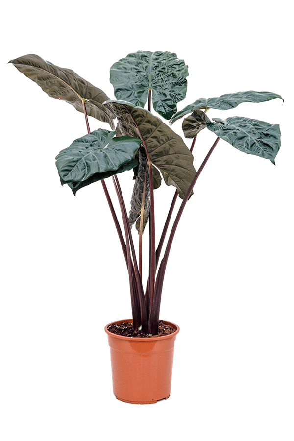 Alocasia Yucatan