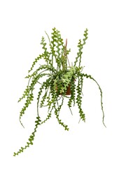 Epiphyllum Anguliger