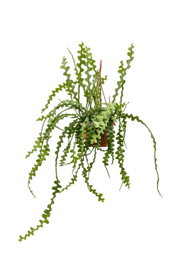 Epiphyllum Anguliger