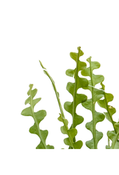 Epiphyllum Anguliger