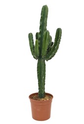Euphorbia erytrea