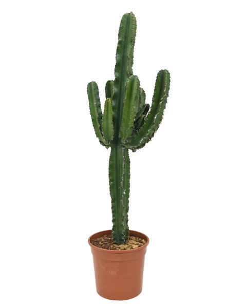 Euphorbia