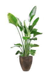 Strelitzia in Oester L Brown