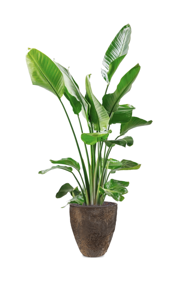 Strelitzia in Oester L Brown