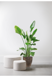 Strelitzia in Oester L Brown