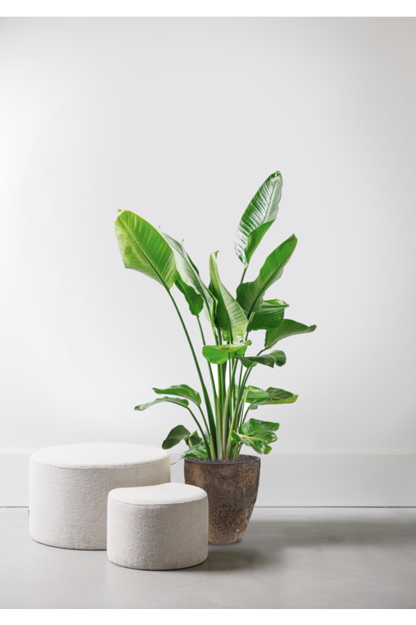 Strelitzia in Oester L Brown