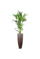 Palmier Kentia en pot Métallique Café