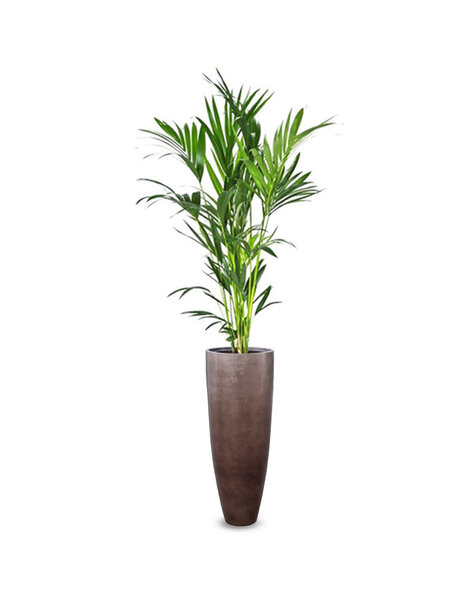 Luxueux | Howea Forsteriana