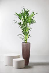 Palmier Kentia en pot Métallique Café