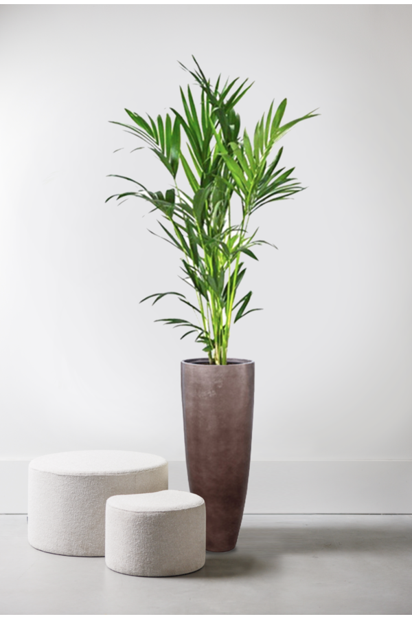 Palmier Kentia en pot Métallique Café