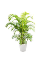 Palmier doré dans un Classico auto-arrosant