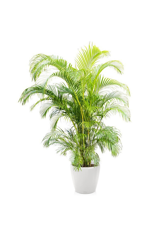 Palmier doré dans un Classico auto-arrosant