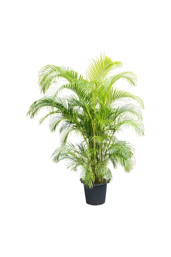 Palmier doré dans un Classico auto-arrosant