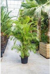 Palmier doré dans un Classico auto-arrosant