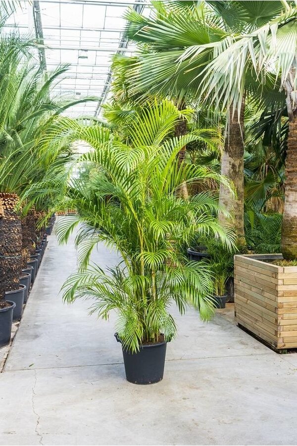 Palmier doré dans un Classico auto-arrosant