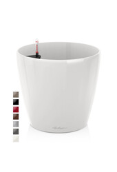 Palmier doré dans un Classico auto-arrosant