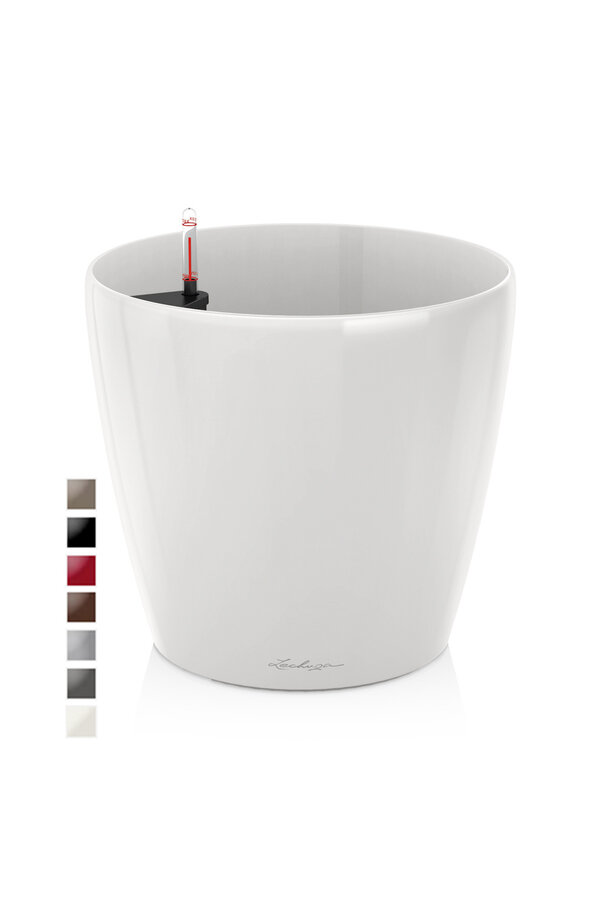 Palmier doré dans un Classico auto-arrosant