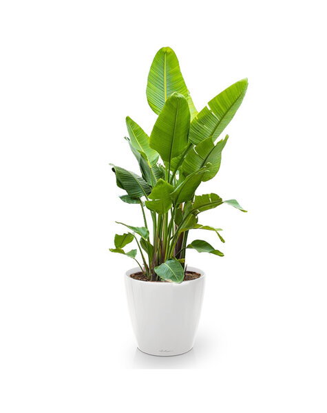 Lechuza Lechuza | Strelitzia