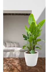 Strelitzia taille king dans Lechuza classique XXXL - Copie