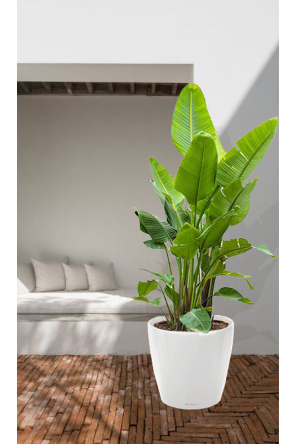 Strelitzia kingsize in Lechuza klassiek XXXL - Copy