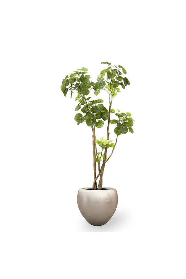 Plante artificielle Polyscias dans Couple Champagne