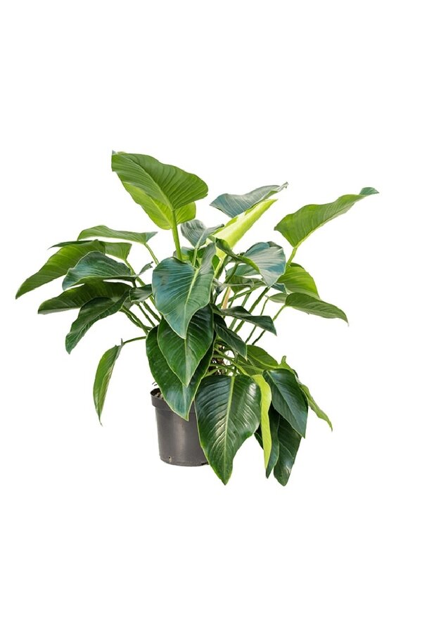 Philodendron Green Beauty XL