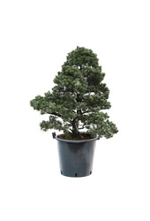 Bonsai Japanse witte den XL