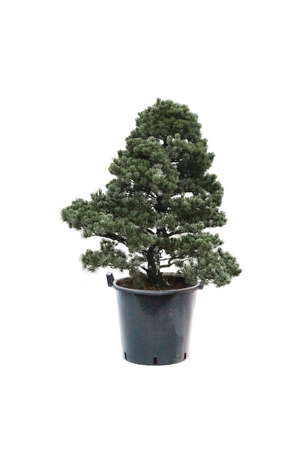 Bonsai Japanse witte den XL