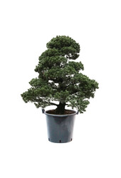 Bonsai Japanse witte den XXL