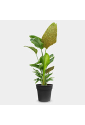 Strelitzia Nicolai Glitter