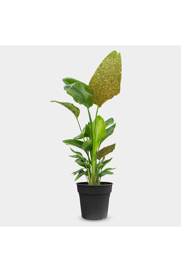 Strelitzia Nicolai Glitter