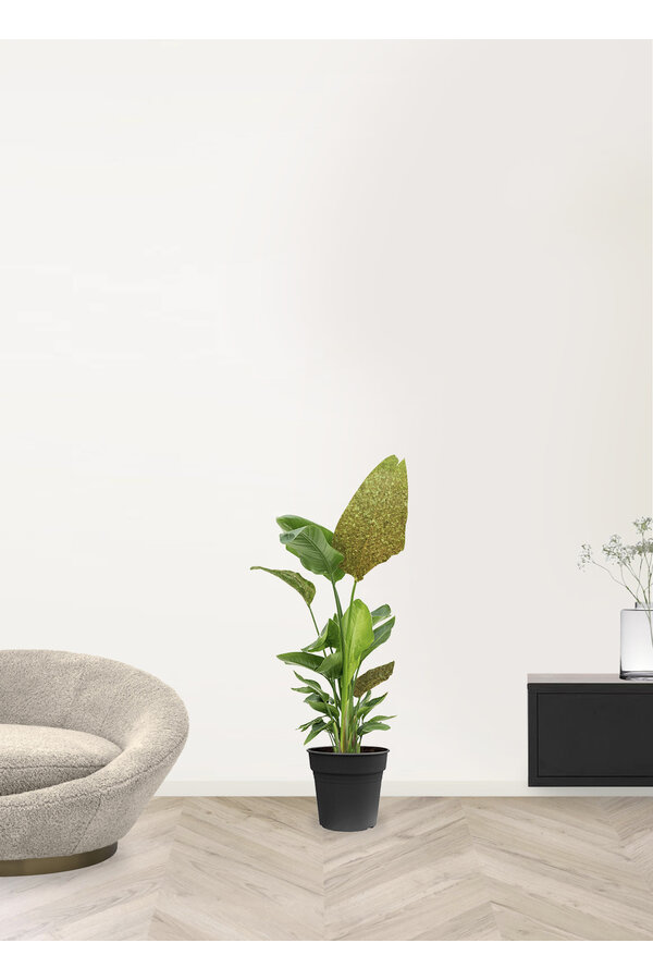 Strelitzia Nicolai Glitter