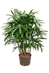 Hydroplante Rhapis excelsa