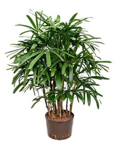 Hydroplant Rhapis