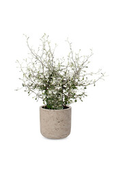 Maori Green Leaf in Charlie Grey Pot