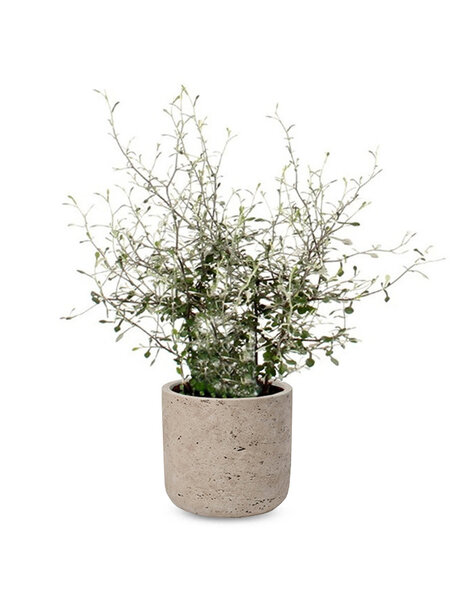 Charlie Grey | Maori